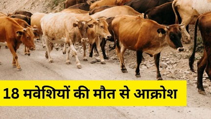 18 मवेशियों की मौत