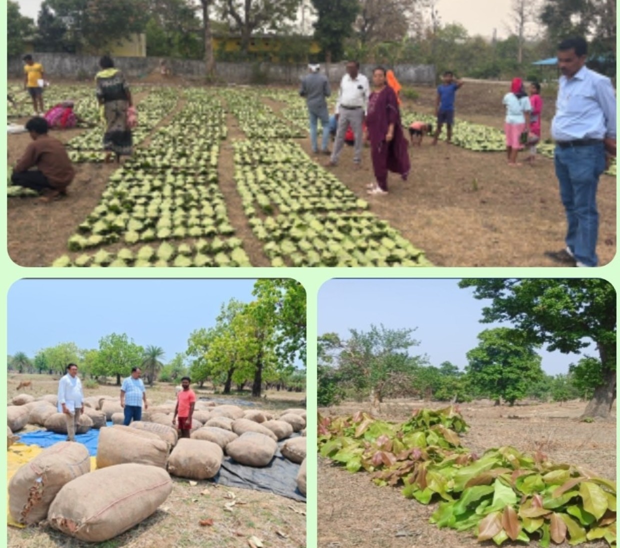 हरा सोना संग्राहकों की आय बढ़ाने की दिशा में बड़ा कदम लगभग 920 करोड़ रुपए का होगा संभावित भुगतान तेंदूपत्ता संग्रहण कार्य में जुड़े 13 लाख से अधिक तेन्दूपत्ता संग्राहक परिवार