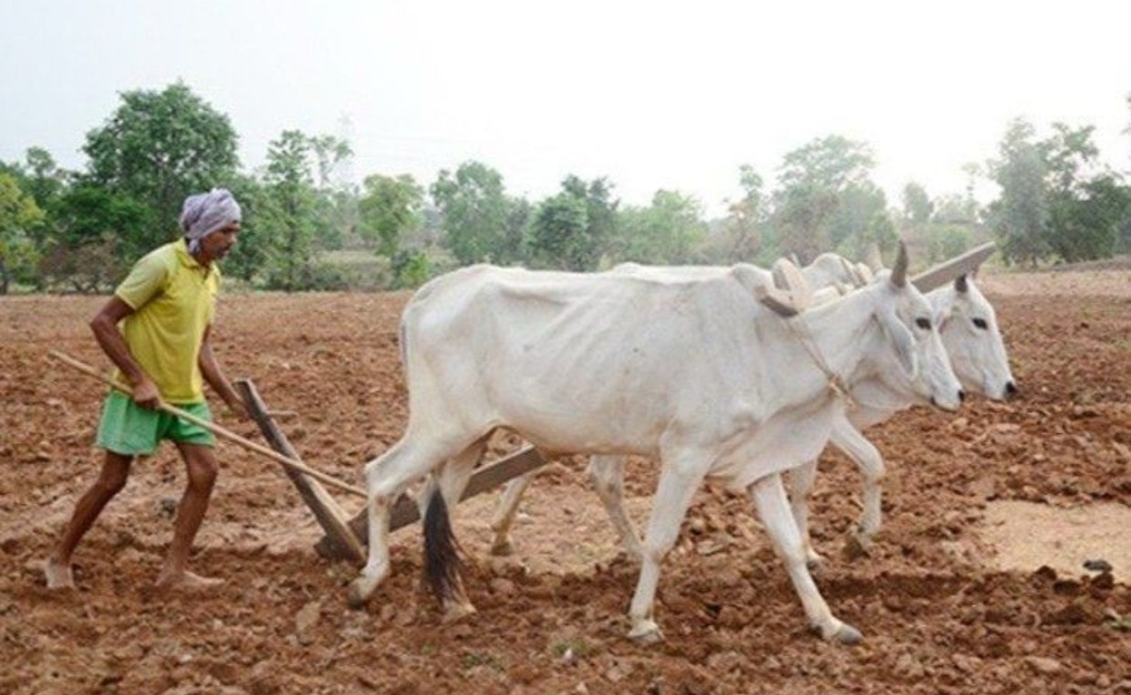 प्रदेश में मानसून के दस्तक के साथ ही खेती-किसानी में तेजी राज्य में 4.77 लाख हेक्टेयर क्षेत्र में लक्ष्य का 10 प्रतिशत बोनी पूर्ण